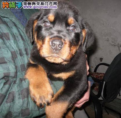 我家罗威纳犬背上长了一个5毫米大的包怎么回事