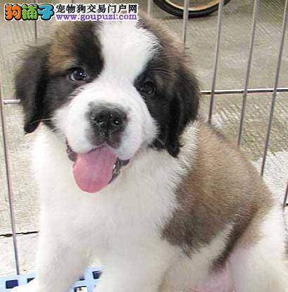 如何照顾好步入老年的圣伯纳犬
