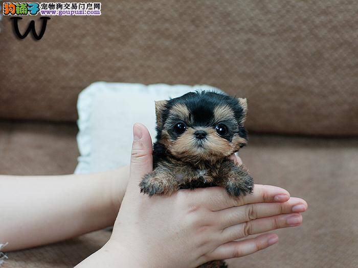 约克夏幼犬的正确照顾法 给其一个健康身体