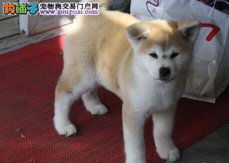 护理好秋田犬被毛有哪些好的技巧