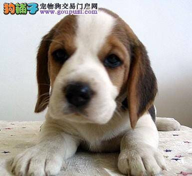 掌握喂食知识让比格犬健健康康的成长