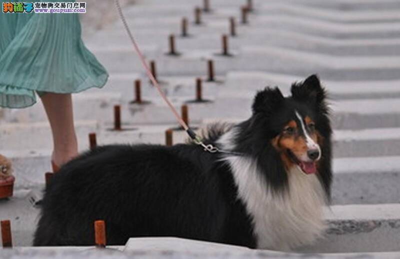 怎样科学的给喜乐蒂犬补充生命源泉——水