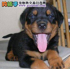 罗威纳犬眼白发红，眼角有黄色眼屎怎么办