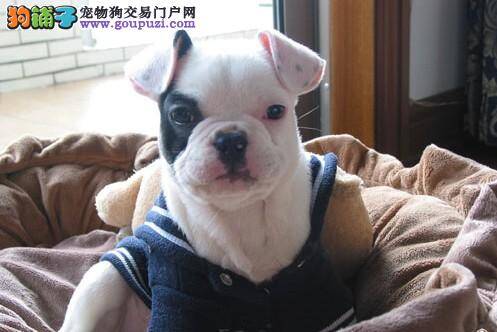 日常生活中护理斗牛犬需要准备哪些物品