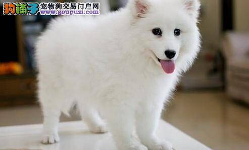 银狐犬患上皮炎的原因、症状及预防和治疗