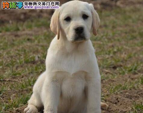 喂养怀孕期间的拉布拉多犬母犬的须知