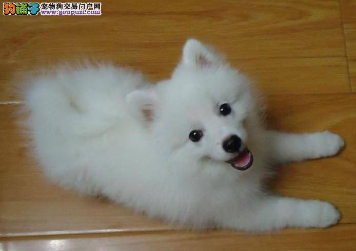 给银狐犬减肥妙招多