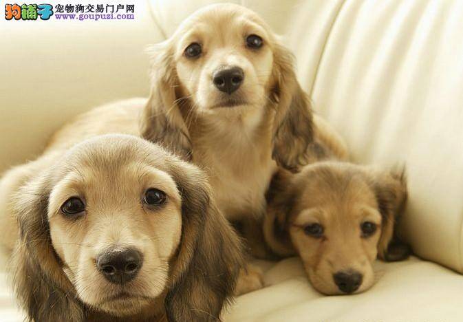 辨别腊肠犬是否患上感冒的小方法
