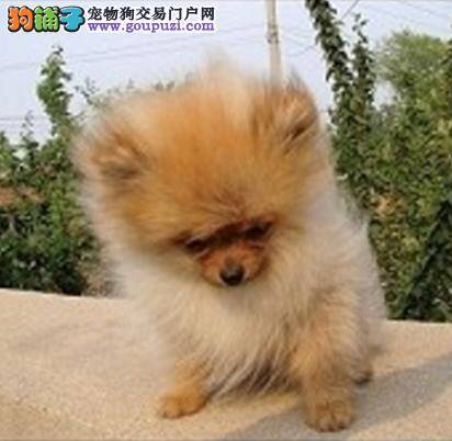 爱狗一族养狗必备 饲养博美犬要准备好哪些东西