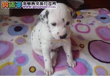 斑点狗狗怎么样才能抬腿撒尿 求训练方法