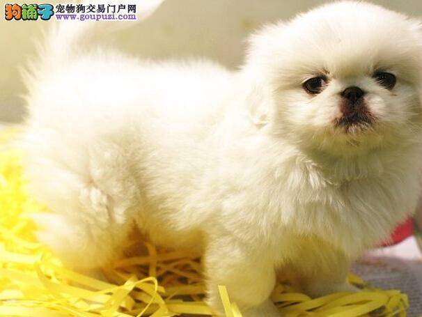 新手妈妈喂养必备手册之京巴犬高龄衰老的症状有哪些