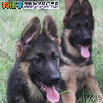 饲养德国牧羊犬的时候最容易犯哪些常识性错误