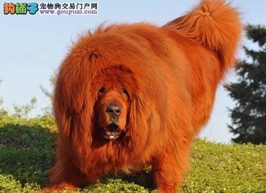生活小诀窍 给藏獒储存剩余狗粮的小方法