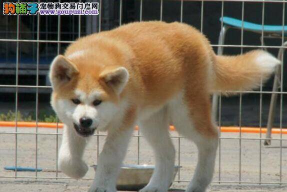 两个月秋田犬感冒了吃什么药好呢