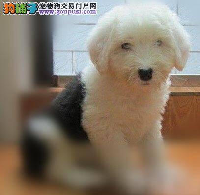 当古代牧羊犬发生车祸后我们应该怎么办