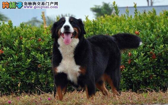 家传365天美容对策 如何给伯恩山犬修剪指甲