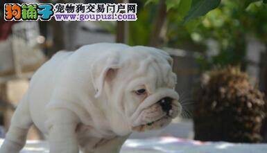 把斗牛犬寄养在代养机构要注意的问题