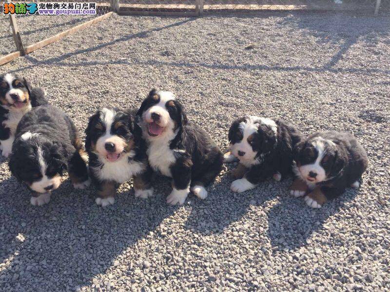 “黄金”季节 护理伯恩山犬需要了解哪些知识