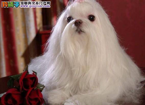 马尔济斯犬美容护理的三大步骤