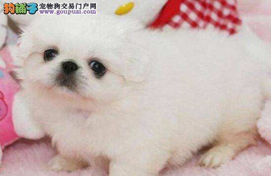 京巴狗幼犬可以喝大米粥吗