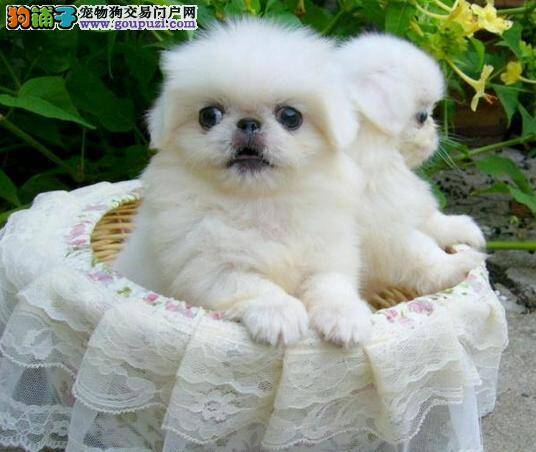 七个月的京巴犬多大发情 怎么会出现怪行为