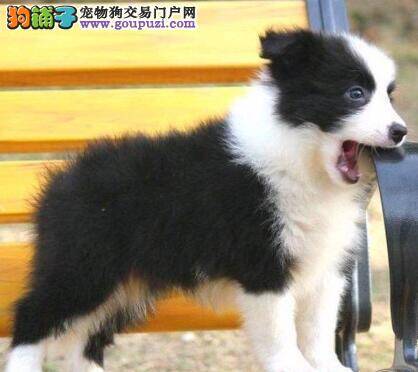 如何解决产后边境牧羊犬不吃食的难题