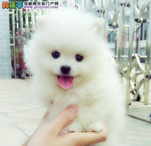 怎样让博美犬领悟到等待的必要性