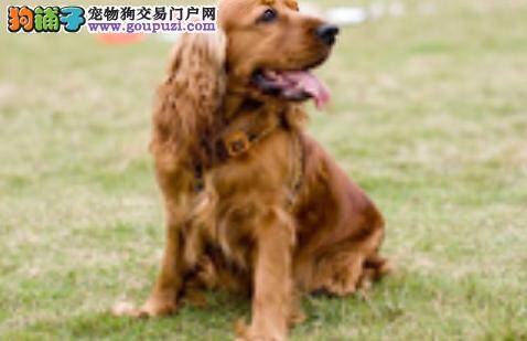 美容大王之可卡犬修剪指甲的美容秘籍