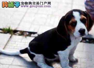 不能给比格犬吃巧克力的原因