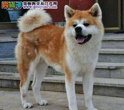 喂养秋田犬的时候应该注意哪些事项