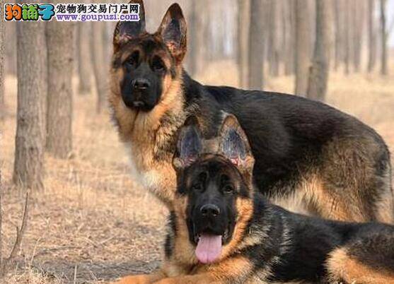 狗狗饲养答疑 德国牧羊犬为何也吃草