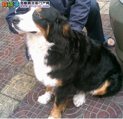 独家解读孕期中的伯恩山犬需要如何照顾