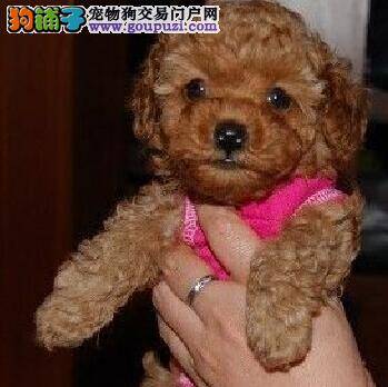 安全常识 被贵宾犬咬伤之后应该如何急救