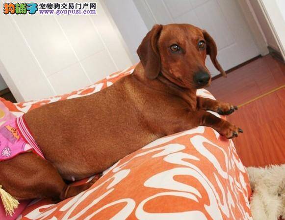 生活常识之为腊肠犬挑选饲料的小窍门
