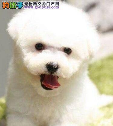 面对比熊犬很瘦的现象我们应该怎样让它们胖起来