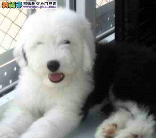 如何避免古代牧羊犬挑食的问题