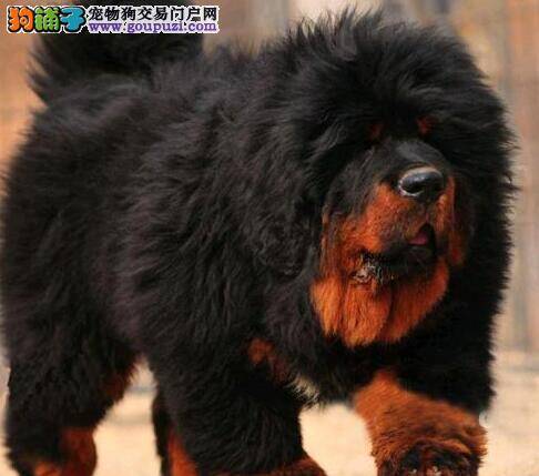 爱护藏獒幼犬需要主人们做好哪些工作