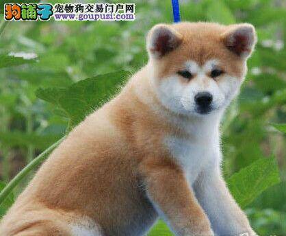 让秋田犬适应刷牙的小妙招