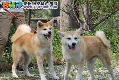 养好秋田犬必须给它准备好清水
