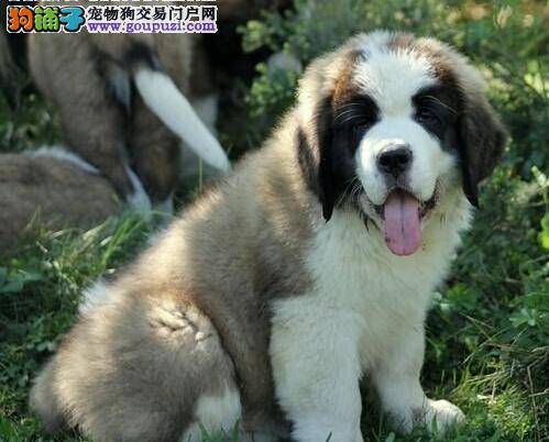 为圣伯纳犬美容护理的5个专业知识