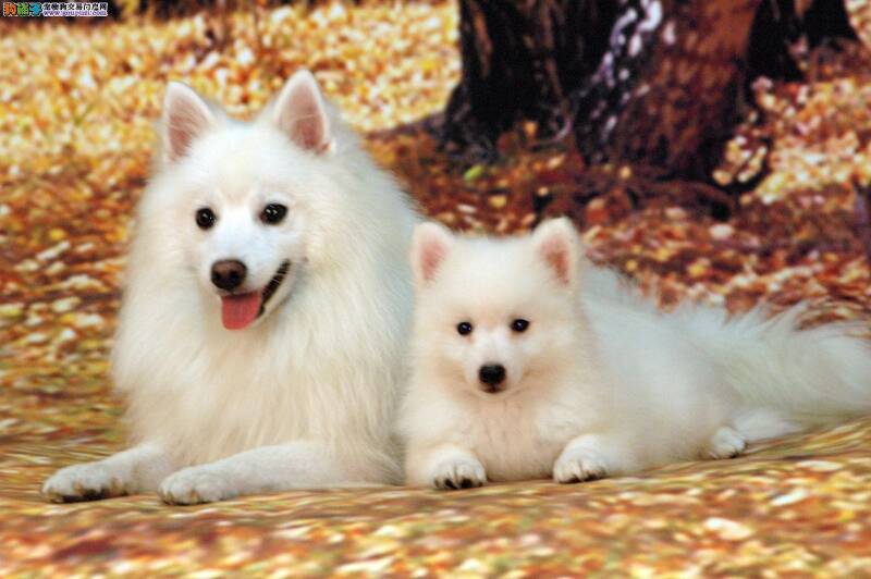 捡到一只眼圈黑色另一只眼圈白色的银狐犬是健康的吗
