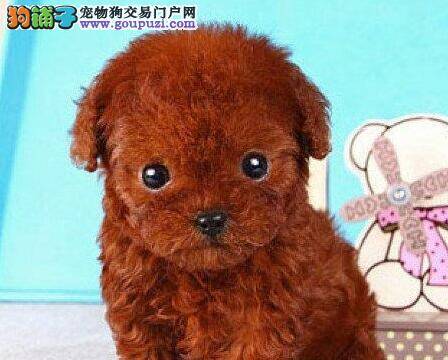 告诉你遛泰迪犬的最佳方式和注意事项