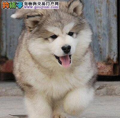 阿拉斯加犬要怎么训练 需要训练哪些项目
