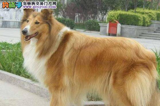 最新护理常识 怎样给苏格兰牧羊犬清理耳朵