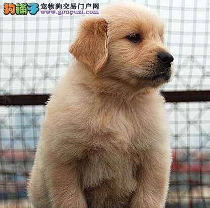 金毛犬最近总挠身体这是有跳蚤了吗 怎么办
