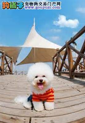 防治比熊犬出现的真菌性皮肤病有哪些措施