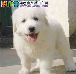 怎样为大白熊犬选择补钙产品