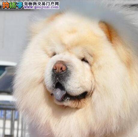 怎样护理好松狮犬的眼睛与耳朵