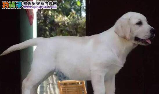 训练拉布拉多犬正确排泄主人们要做好哪些准备