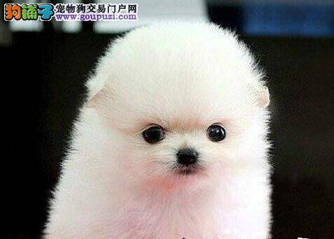 训练小博美犬时要考虑哪些问题